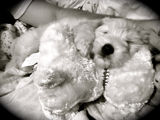 Goldendoodle Puppy cuddle